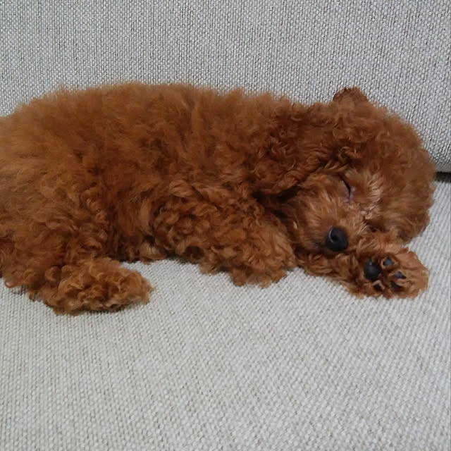 cocoさんの実例写真