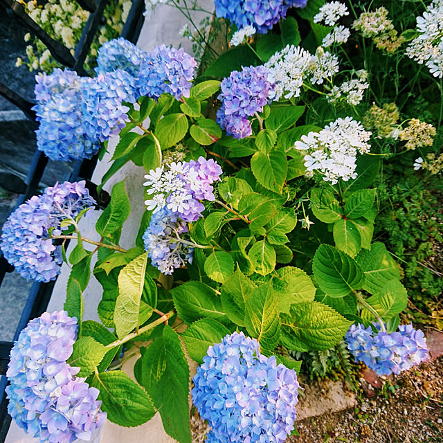 simejiさんの実例写真