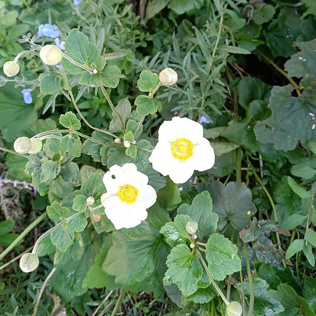 sa.yさんの実例写真