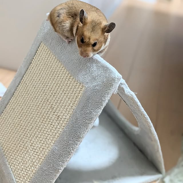 PEROさんの部屋