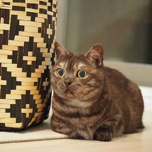 tomatoさんの実例写真