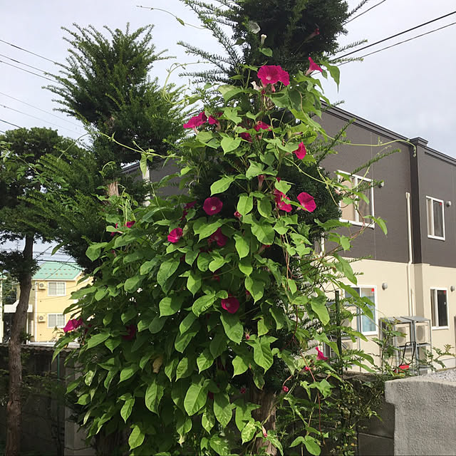 mottimoさんの実例写真