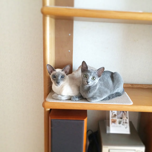mujinekoさんの実例写真