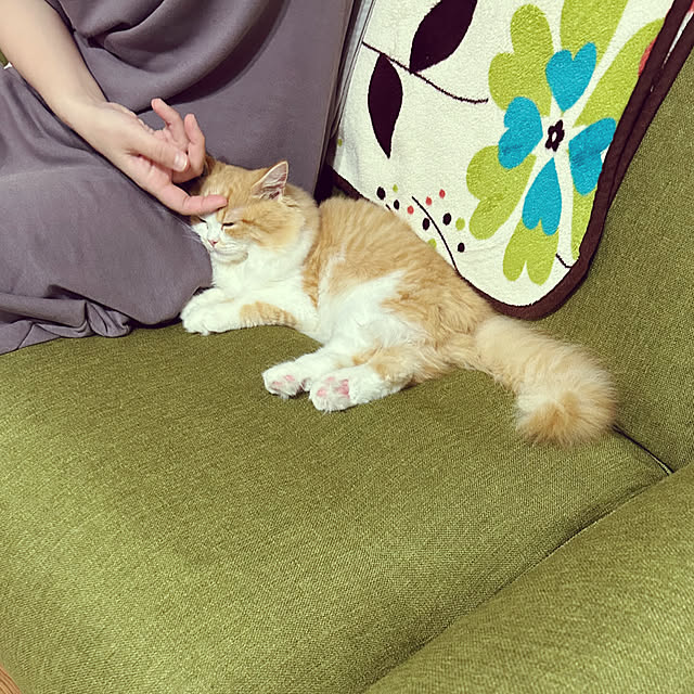 junさんの実例写真