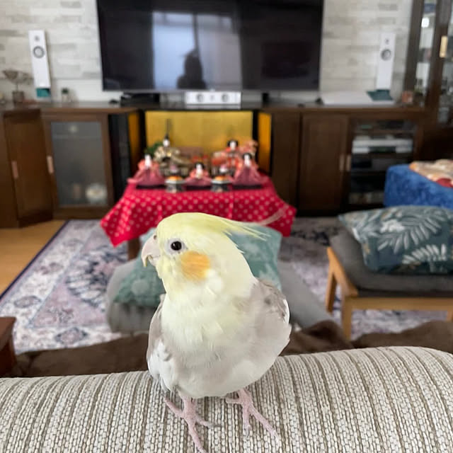 puriyuzuさんの実例写真