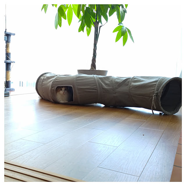 +CHIHARU+さんの実例写真