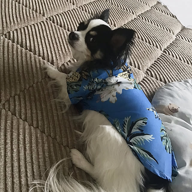 sakuさんの実例写真