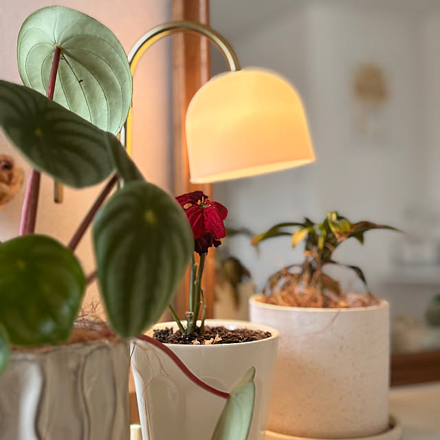 miyu39さんの実例写真