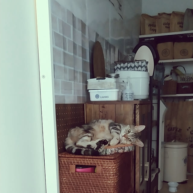 キッチン/ねこと暮らす/一人暮らし/ニトリ/セリアのインテリア実例 - 2020-07-25 19:23:02