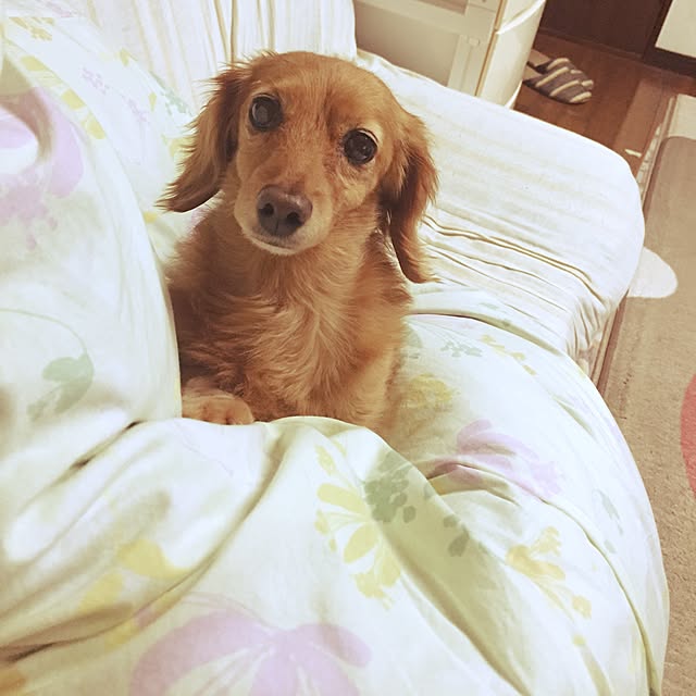 sakuさんの実例写真