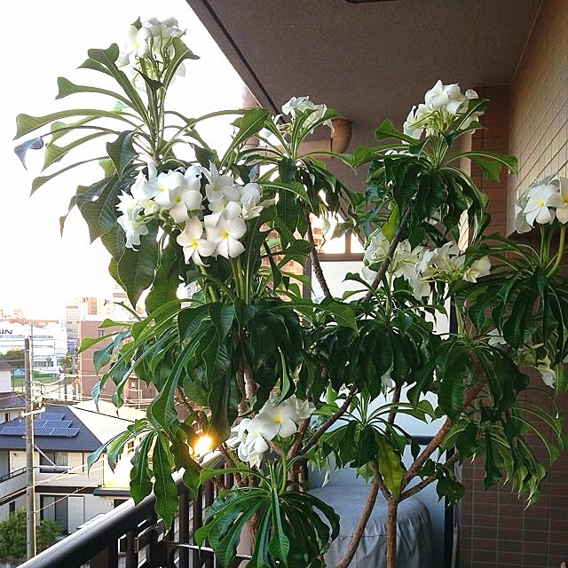 reko639さんの実例写真