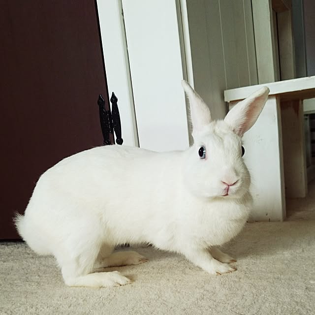 emiさんの実例写真
