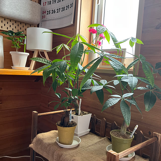 mogumoguさんの部屋