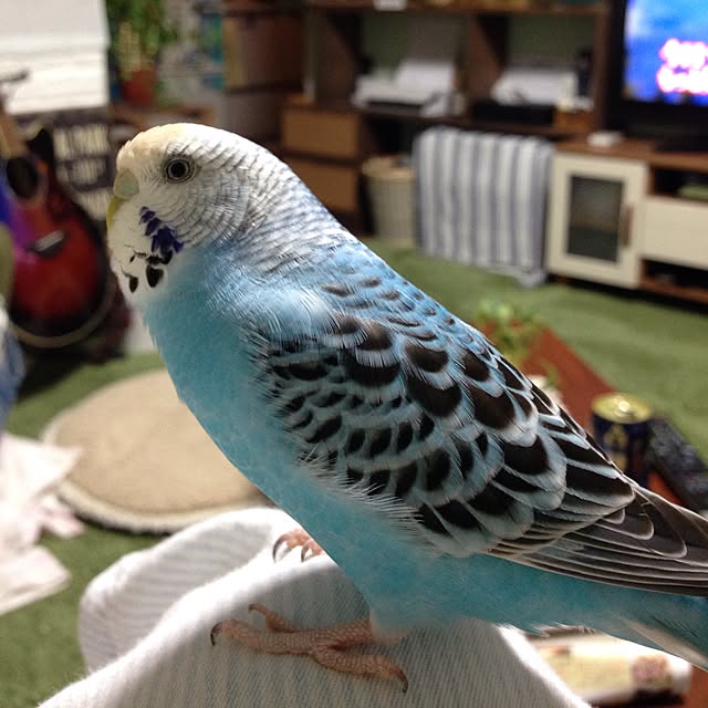 Rikoさんの実例写真