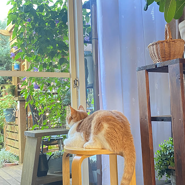 mintteaさんの部屋