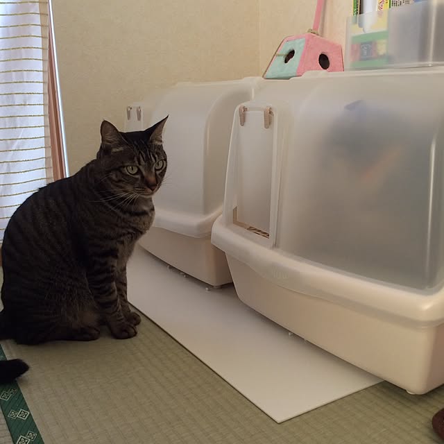 kimihadukiさんの実例写真