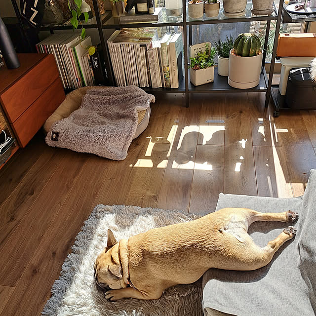 renrenさんの実例写真