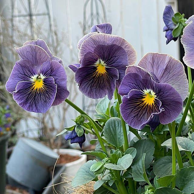 shiropenguinさんの部屋