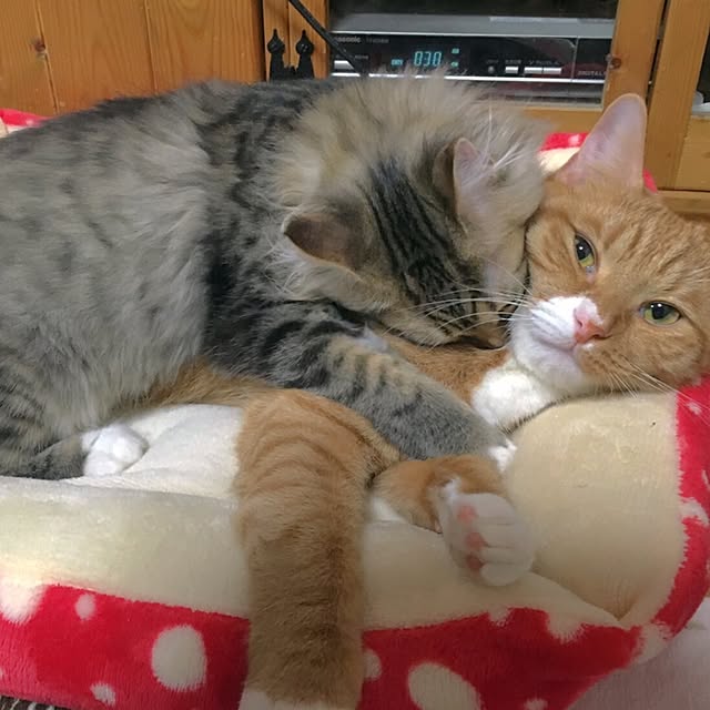 CATさんの実例写真