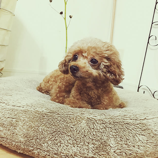 haru._.hanaさんの実例写真