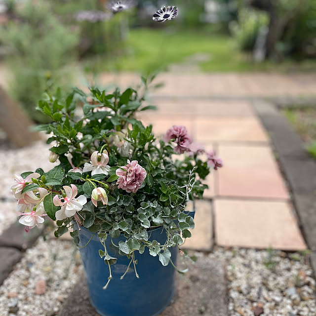 玄関/入り口/アプローチDIY/寄せ植え/カーポートからの眺めのインテリア実例 - 2024-06-22 14:28:13