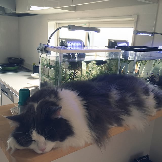 yucky_rioさんの実例写真