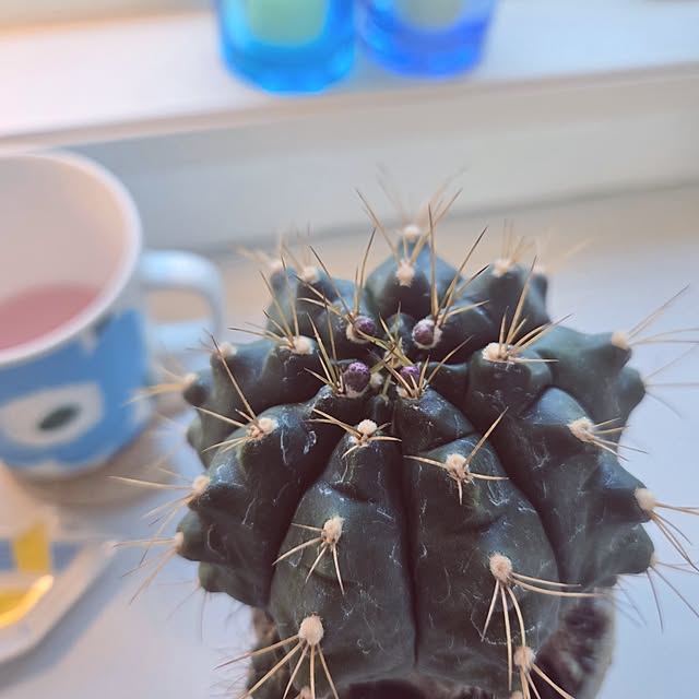 mutyukingさんの実例写真