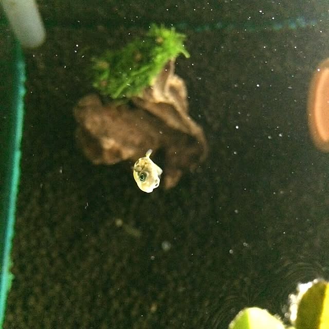 L.さんの実例写真