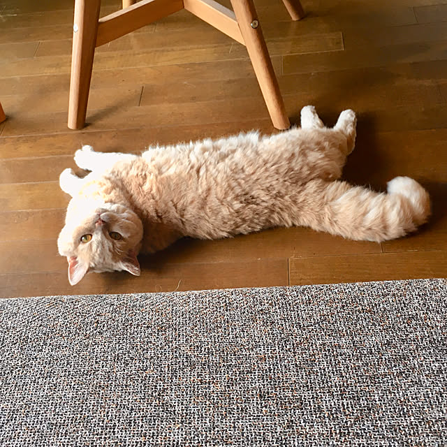 naokoさんの実例写真