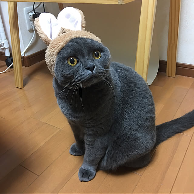 Shojiさんの実例写真