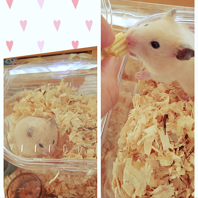 chiiiさんの実例写真