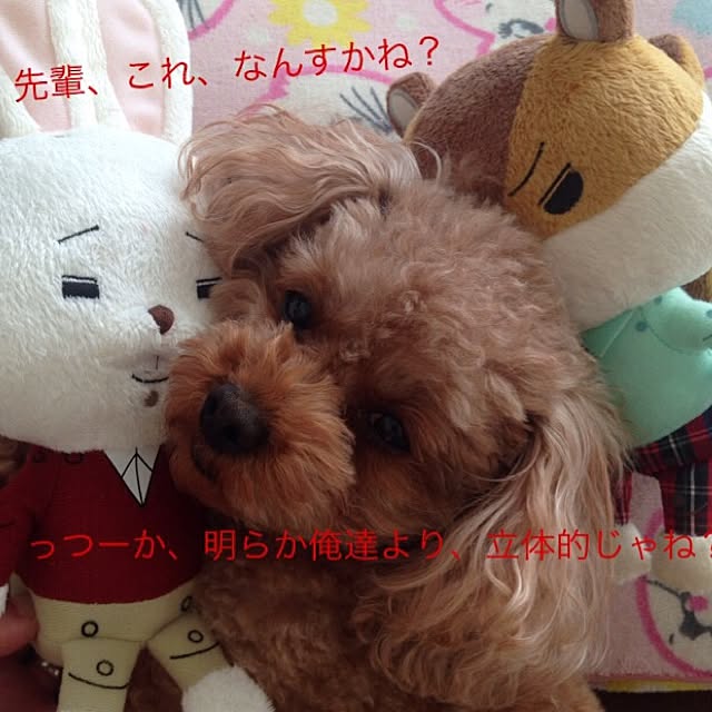 sakuraさんの実例写真