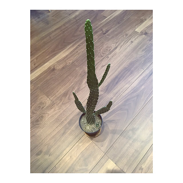 Yokoさんの実例写真