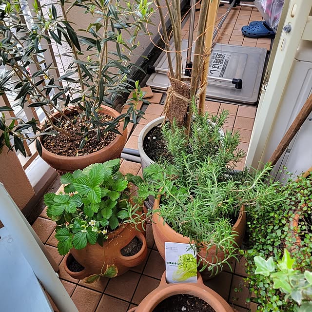 berryberryさんの部屋