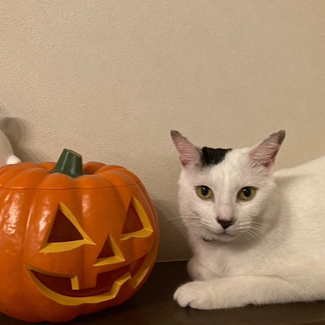 ma.さんの実例写真