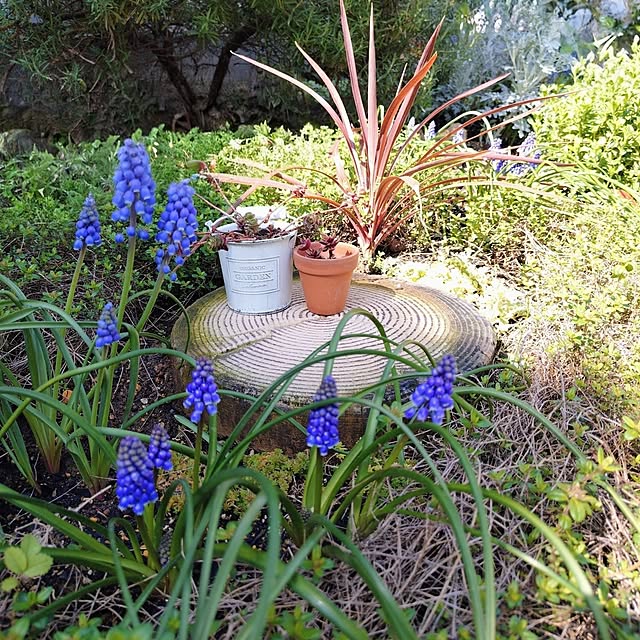 coconathuさんの部屋