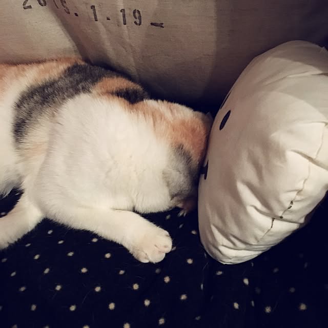 yokkochanさんの実例写真