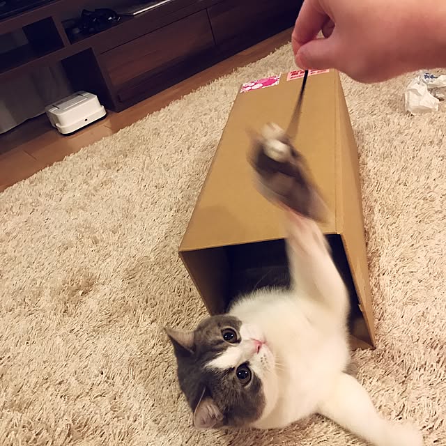 hikari_pppさんの実例写真