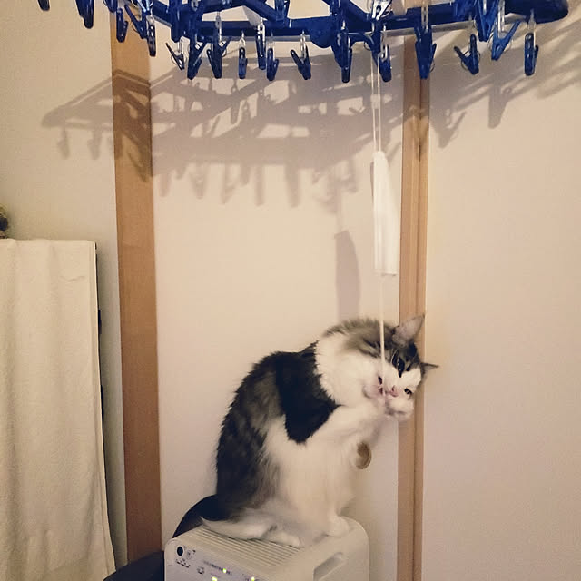 mofさんの実例写真