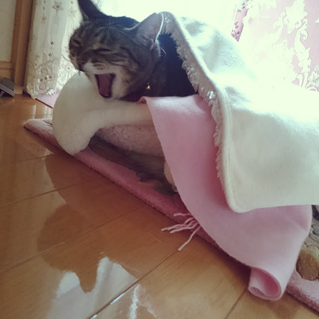 lilyさんの実例写真