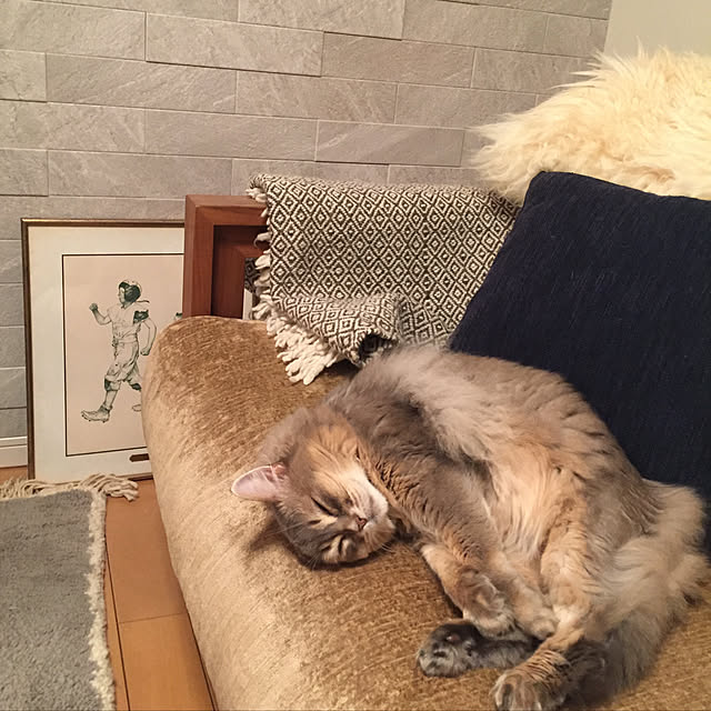 shihoさんの実例写真