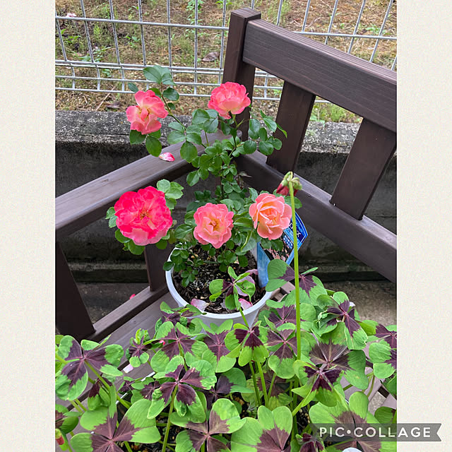 CoCo0617さんの実例写真