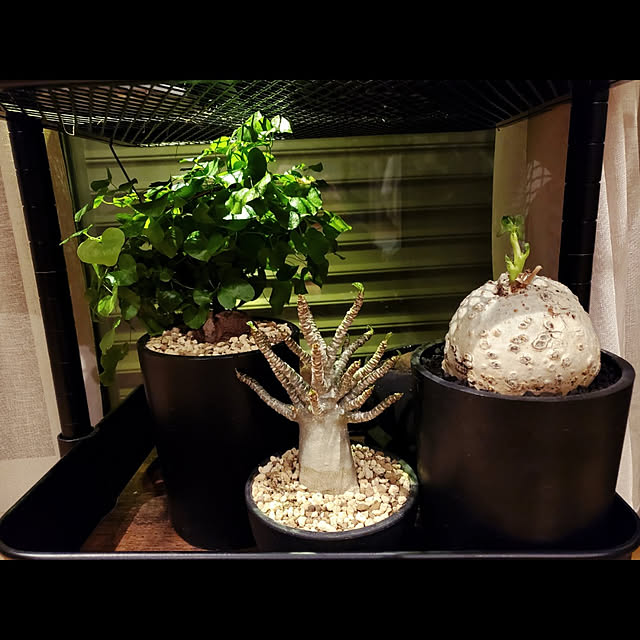 chandong777さんの実例写真