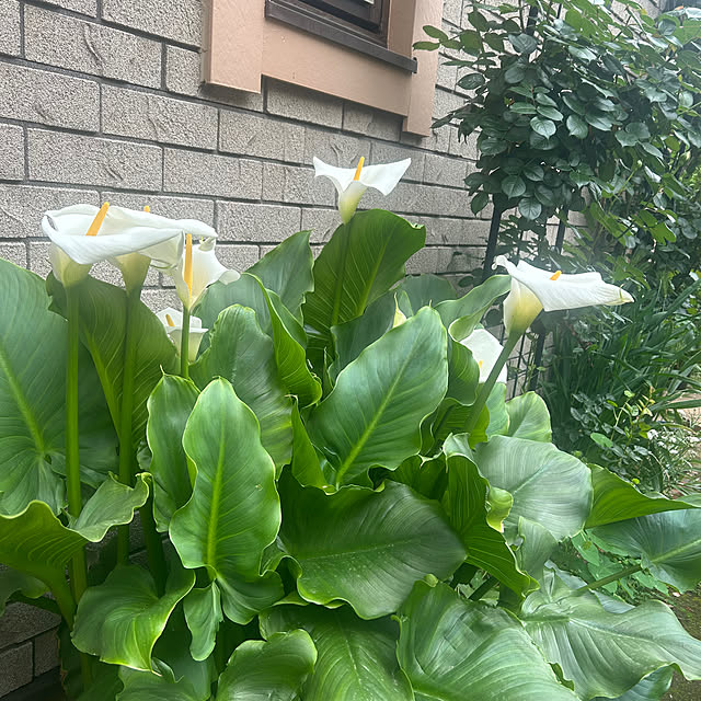 botanさんの部屋