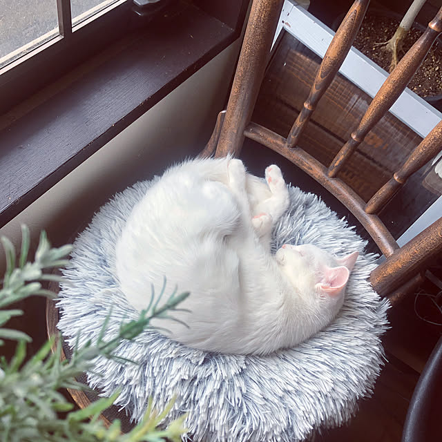 Yukinekoさんの実例写真