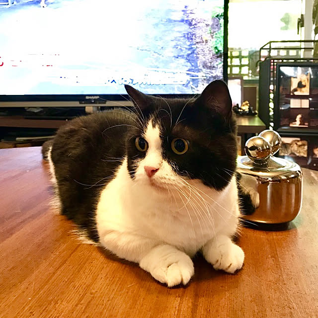butachanさんの実例写真