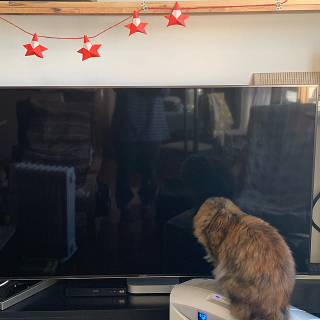 nekohagu2022さんの実例写真