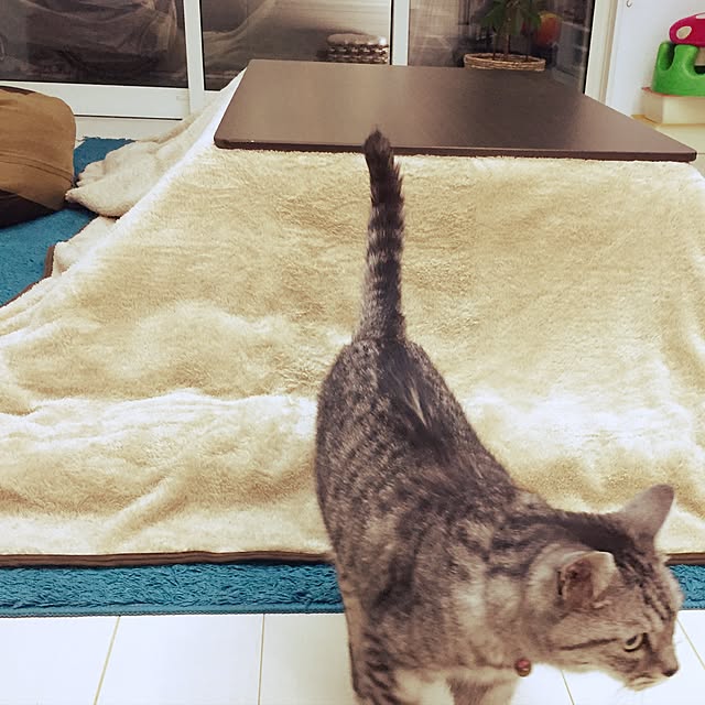 haboochicoさんの実例写真