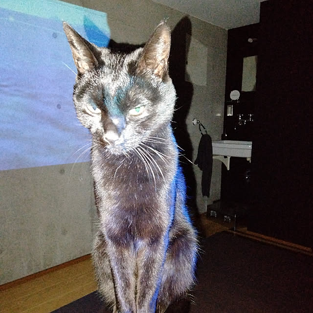 Kateさんの実例写真