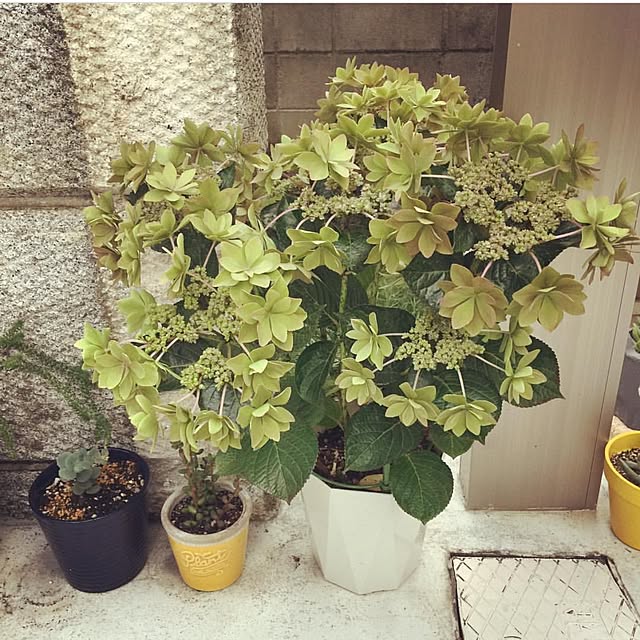 tawashimarukoさんの実例写真
